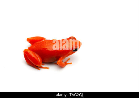 Mantella madagascariensis isolati su sfondo bianco Foto Stock