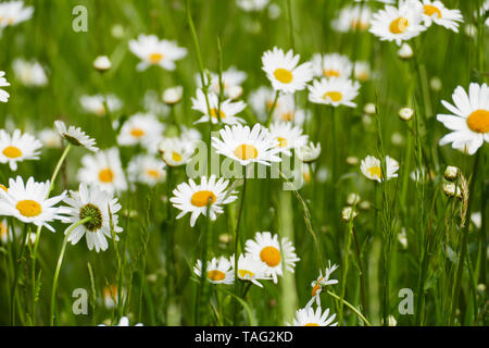 Margerite Blüte , in gelb und weiß, auf einer Wiese, im Frühjahr Foto Stock
