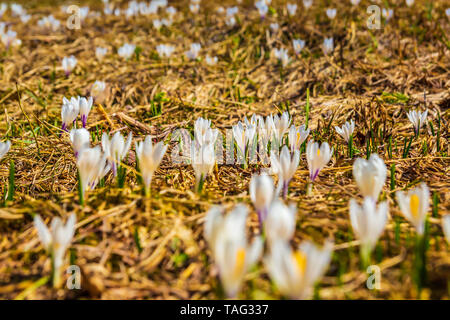 Crocus bianco fiori che sbocciano sulla molla di prato Foto Stock