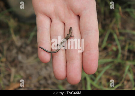 Massa Skink (Scincella lateralis) a.k.a. Little Brown Skink Foto Stock