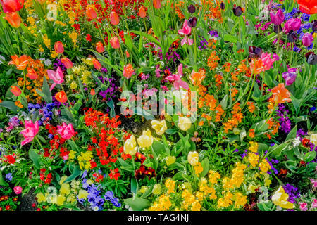 I tulipani, Fairmont Empress Hotel, Victoria, British Columbia, Canada Foto Stock