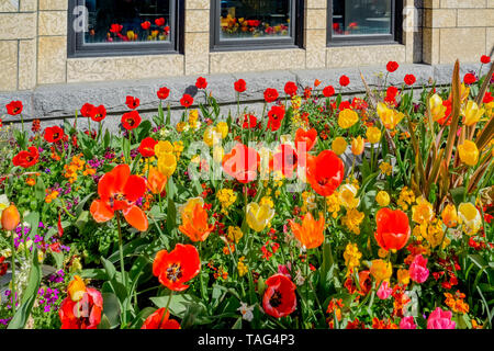 I tulipani, Fairmont Empress Hotel, Victoria, British Columbia, Canada Foto Stock