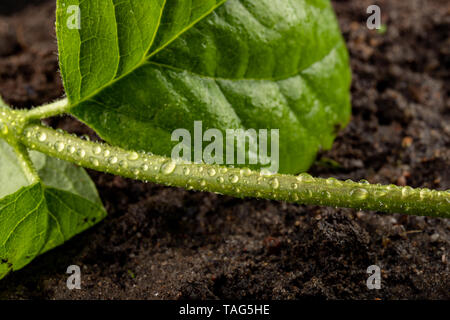 Fresche foglie mature cosparso di gocce di pioggia sul suolo nero. Piante verdi coperte con acqua piovana nuvole. Sfondo scuro Foto Stock