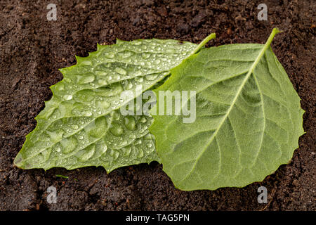 Fresche foglie mature cosparso di gocce di pioggia sul suolo nero. Piante verdi coperte con acqua piovana nuvole. Sfondo scuro Foto Stock