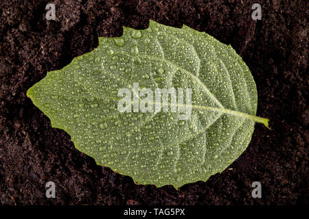 Fresche foglie mature cosparso di gocce di pioggia sul suolo nero. Piante verdi coperte con acqua piovana nuvole. Sfondo scuro Foto Stock