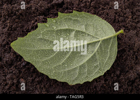 Fresche foglie mature cosparso di gocce di pioggia sul suolo nero. Piante verdi coperte con acqua piovana nuvole. Sfondo scuro Foto Stock