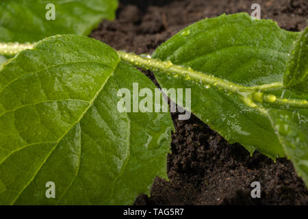 Fresche foglie mature cosparso di gocce di pioggia sul suolo nero. Piante verdi coperte con acqua piovana nuvole. Sfondo scuro Foto Stock