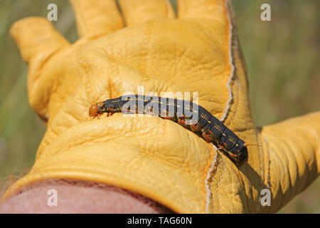 Bianco-rivestita Sphinx Moth Caterpillar (Hyles lineata) nero cornuto-worm Foto Stock