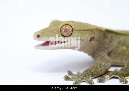 Crested Gecko (Correlophus ciliatus) Foto Stock