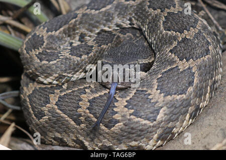 Oceano Pacifico meridionale Rattlesnake (Crotalus oreganus helleri) Foto Stock