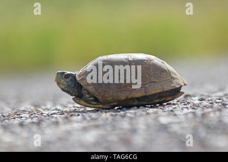 Casella di deserto tartaruga (Terrapene ornata luteola) su strada Foto Stock