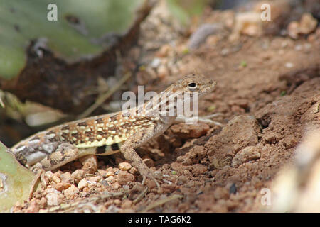 Elegante Earless Lizard (Holbrookia elegans) Foto Stock