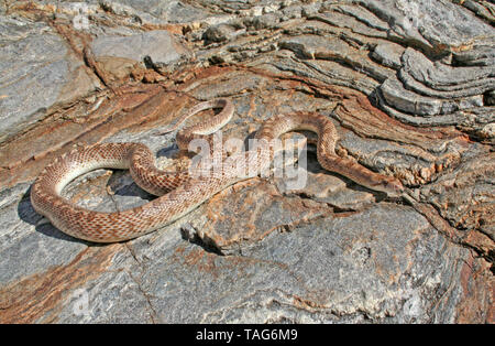 Deserto serpente lucida Arizona elegans eburnata Foto Stock