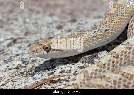 Deserto serpente lucida Arizona elegans eburnata Foto Stock