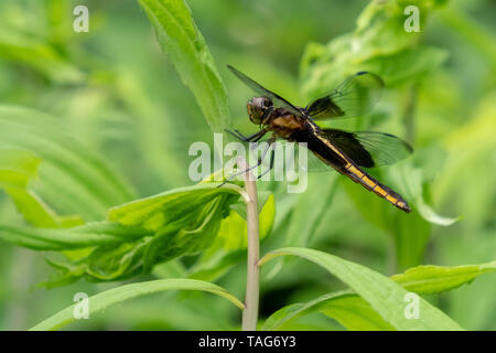 Una donna vedova trespoli skimmer nel verde a Yates mulino Parcheggio contea in Raleigh North Carolina. Foto Stock