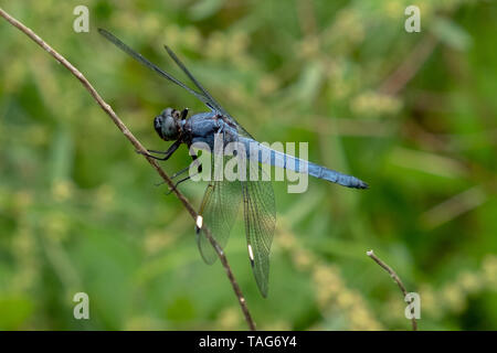 Un trapunto skimmer posatoi su un ramoscello. Libellula blu sfocate su sfondo verde a Yates mulino Parcheggio contea in Raleigh North Carolina. Foto Stock