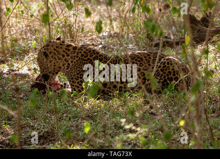 Wild Leapard mangia il cinghiale foresta in Sri Lanka Foto Stock