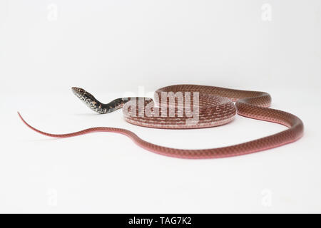 Coachwhip rosso serpente (Coluber flagello piceus) Foto Stock