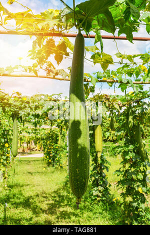 Verde zucca spugna appeso sulla viticoltura nell'orto di sfondo di fattoria Foto Stock