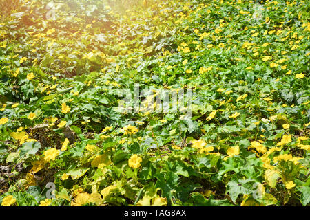 Impianto di zucchine e zucca in spugna con fiore giallo che cresce in orto farm Foto Stock