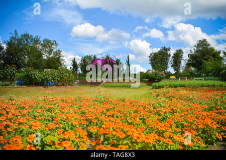 Fiori di Primavera arancione Aster messicano nel giardino fiorito estate tempo e cielo blu / Cosmos bipinnatus Cav Foto Stock