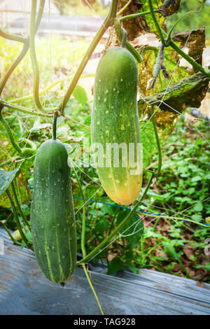 Verde Fresco cetriolo cresce su piante di vite sulla struttura orto biologico farm attendere per la raccolta di cetriolo Foto Stock