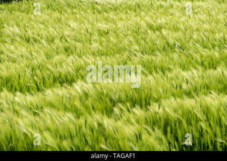 Campo di orzo nel vento Suffolk REGNO UNITO Foto Stock