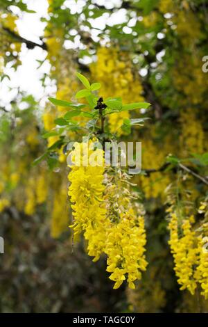 Un Maggiociondolo 'catena d'Oro' albero a Schreiner dell'iride giardini in Salem, Oregon, Stati Uniti d'America. Foto Stock