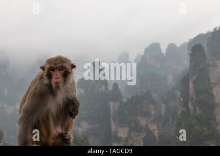 Scimmia macaco nella parte anteriore delle montagne di Zhangjiajie Wulingyuan nel parco nazionale di Hunan - Cina Foto Stock