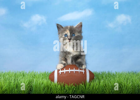 Adorabili diluito Tortie gattino seduto in erba verde con un football americano, cielo blu con nuvole di sfondo. Animale tema sportivo. Foto Stock