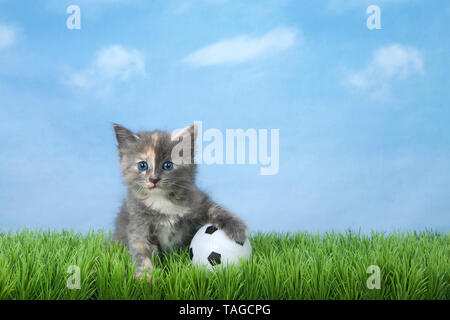 Adorabili diluito Tortie gattino seduto in erba verde con un pallone da calcio, cielo blu con nuvole di sfondo. Animale tema sportivo. Foto Stock