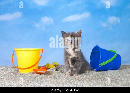Adorabili dilluted Tortie gattino sulla lettiera kitty spiaggia di sabbia affacciata direttamente al visualizzatore luminoso, benne con pale, sfondo blu cielo con nuvole. Foto Stock