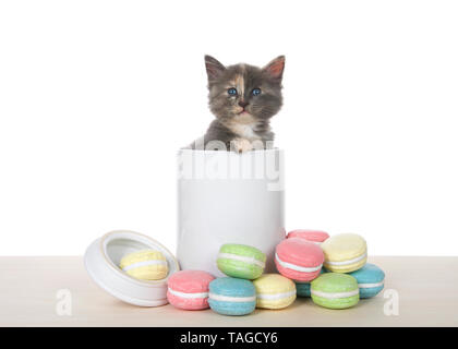 Adorabili diluito Tortie gattino seduto all'interno di un vaso di biscotti su una tavola di legno con macaron rivestite di zucchero i cookie sul tavolo. Gattino di guardare direttamente Foto Stock