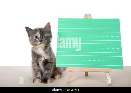 Adorabili diluito Tortie gattino seduto con attenzione su un pavimento di legno accanto a una scritta verde chalk board, vuota per il tuo messaggio. Isolato sul retro bianco Foto Stock