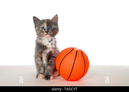 Adorabili diluito Tortie gattino primly seduta su un pavimento di legno accanto alla super dimensionato basket isolato su bianco. Le buffonate degli animali sport divertenti tema. Foto Stock