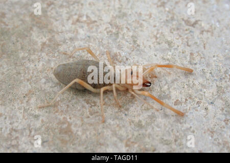 Vento Scorpion o Solifugid aracnide in California Foto Stock