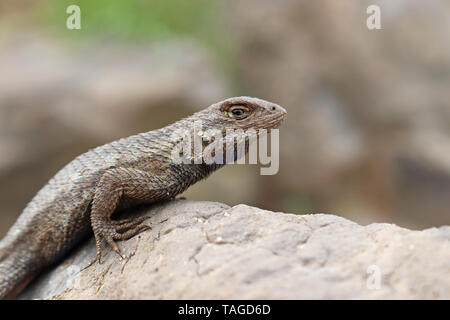 Recinzione occidentale Lizard (Sceloporus occidentalis) Foto Stock