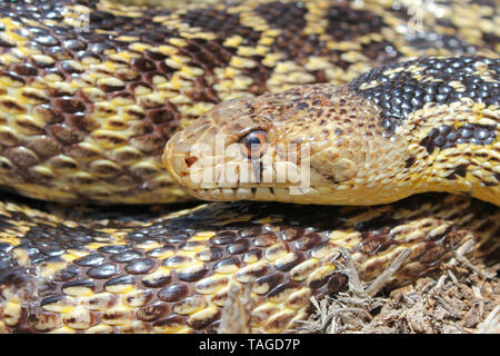 San Diego Gophersnake (Pituophis catenifer annectens) Foto Stock