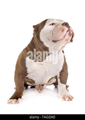 American bully davanti a uno sfondo bianco Foto Stock