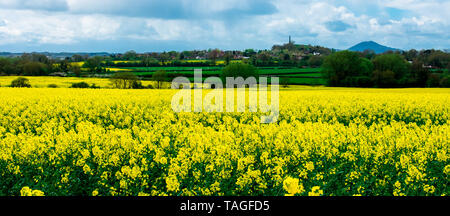 Campo di colza che guarda verso il villaggio di Lilleshall e il Lilleshall monumento, con il Wrekin in background Foto Stock