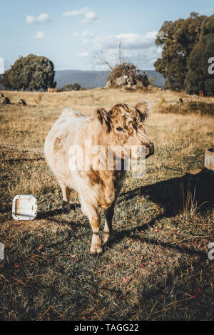 Highland mucca nel paddock erboso nelle montagne innevate regione del Nuovo Galles del Sud Foto Stock