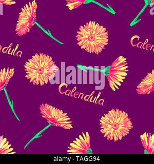 Campo calendula (Calendula arvense) Fiori dipinti a mano illustrazione ad acquerello con iscrizione, seamless pattern design scuro su sfondo viola Foto Stock