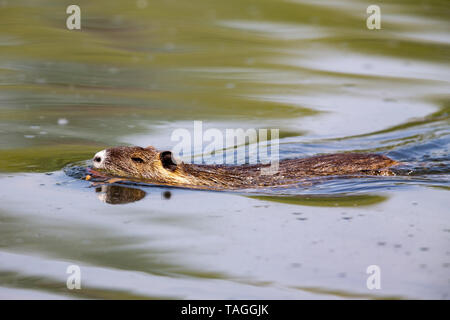 (Nutria Myocastor coypus) nuotare in un lago nella protezione della natura Moenchbruch area vicino a Francoforte, Germania. Foto Stock
