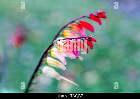 Petardo Vine Ipomoea lobata close up Foto Stock