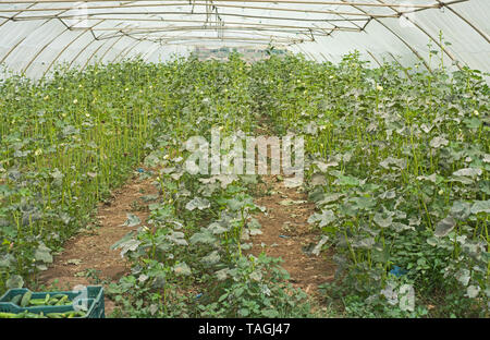 Filari di piante di cetriolo che viene coltivato in crescita in politene poli serra a tunnel Foto Stock