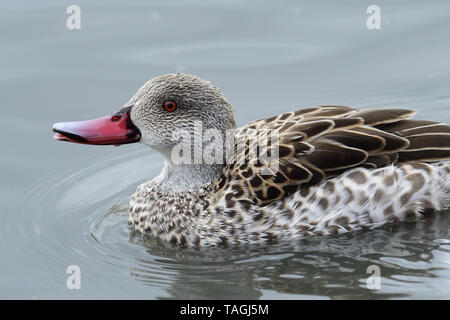 Ritratto di un capo teal (anas capensis) Foto Stock