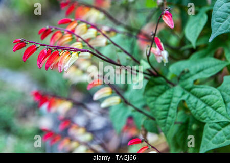 Petardo Vine Ipomoea lobata lascia Foto Stock