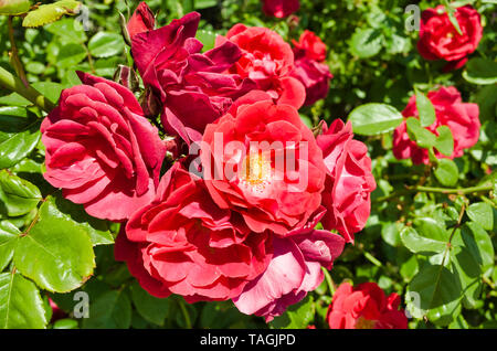 Boccola di fioritura di rose rosse. Foto Stock
