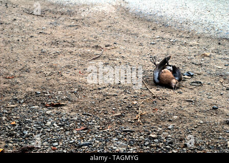 Gli uccelli che morì sul lato della strada causata da un incidente di macchina Foto Stock