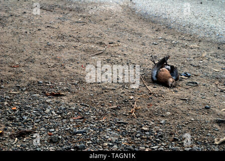 Gli uccelli che morì sul lato della strada causata da un incidente di macchina Foto Stock